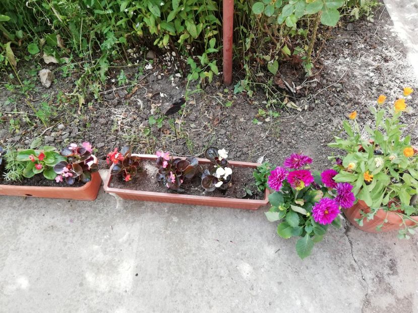  - 0-2019 - De prin curte