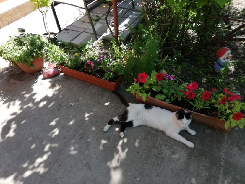  - 0-2019 - De prin curte