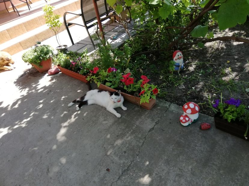  - 0-2019 - De prin curte