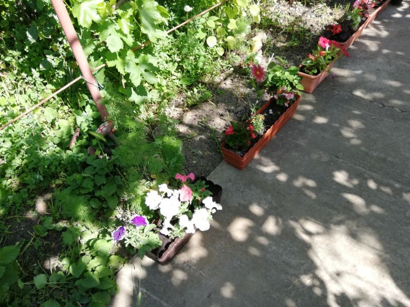  - 0-2019 - De prin curte