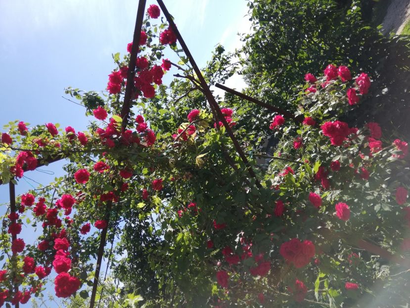  - 0-2019 - De prin curte