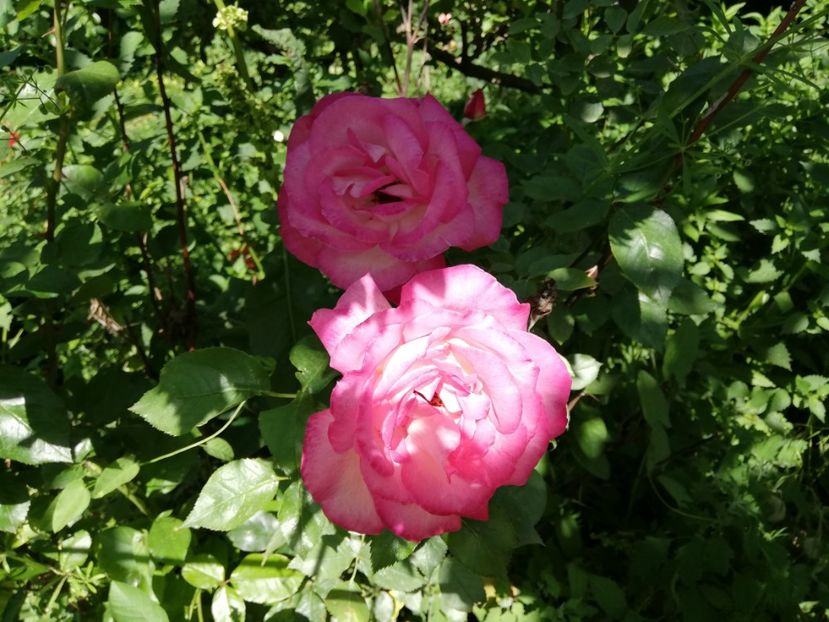  - 0-2019 - De prin curte