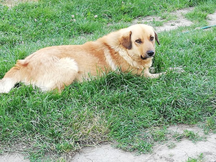  - 0-2019 - De prin curte