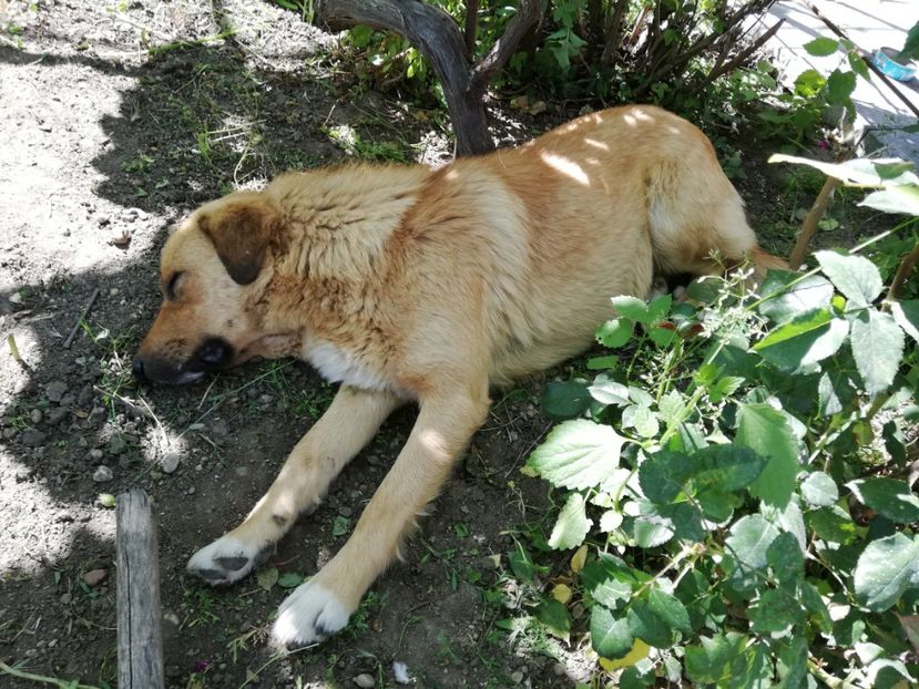  - 0-2019 - De prin curte