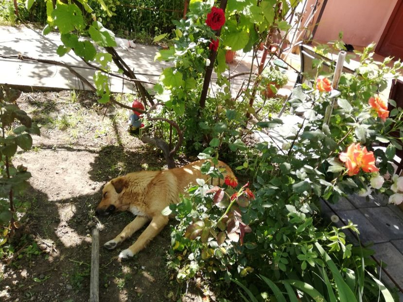  - 0-2019 - De prin curte