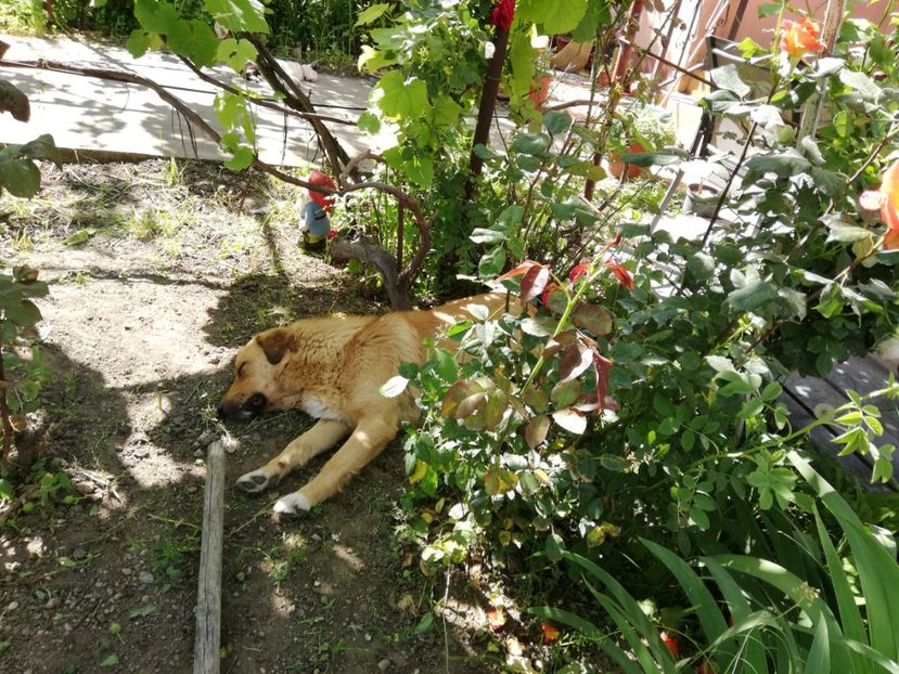  - 0-2019 - De prin curte