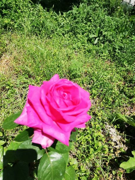  - 0-2019 - De prin curte