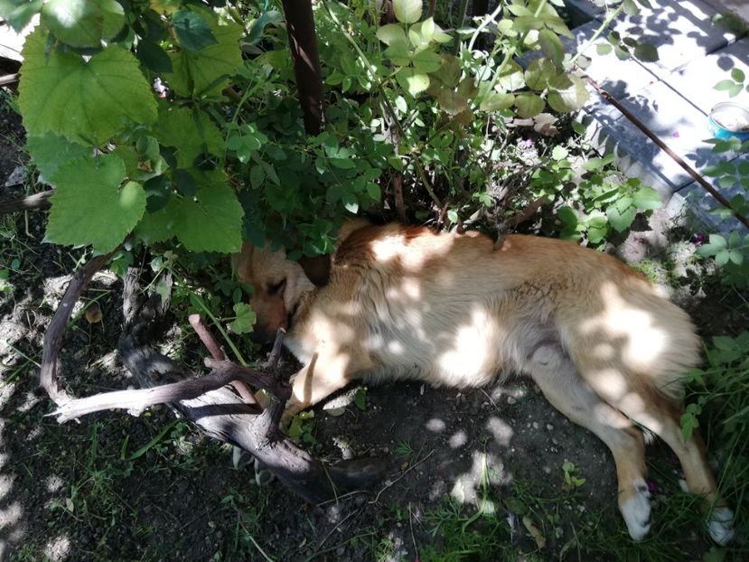  - 0-2019 - De prin curte