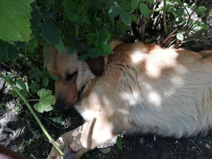  - 0-2019 - De prin curte