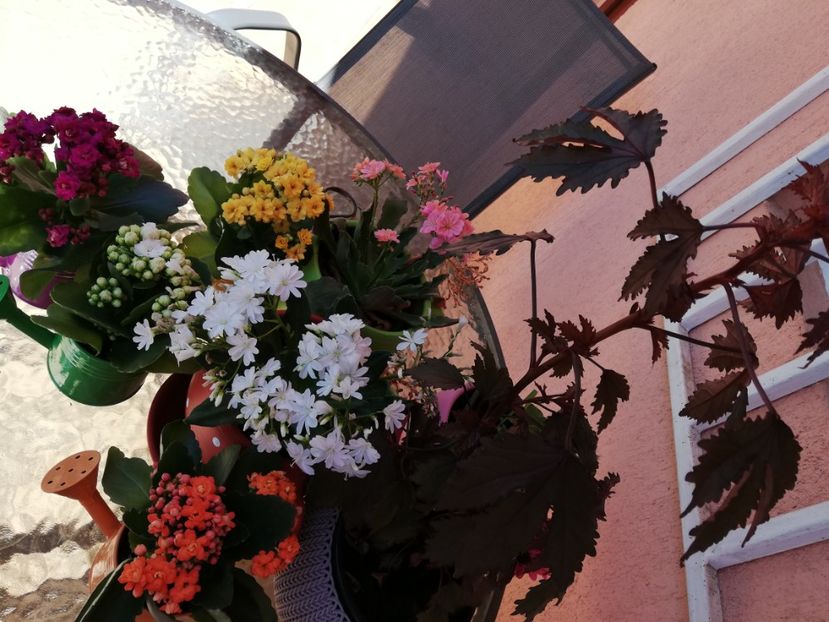  - 0-2019 - De prin curte