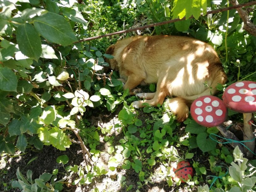  - 0-2019 - De prin curte