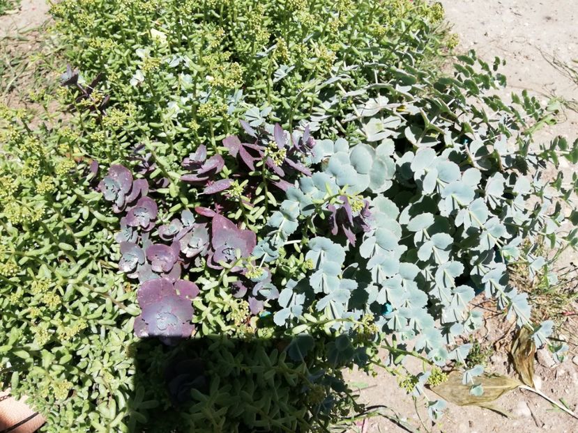  - 0-2019 - De prin curte