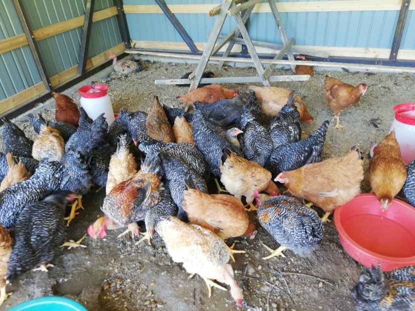  - 0-2019 - De prin curte