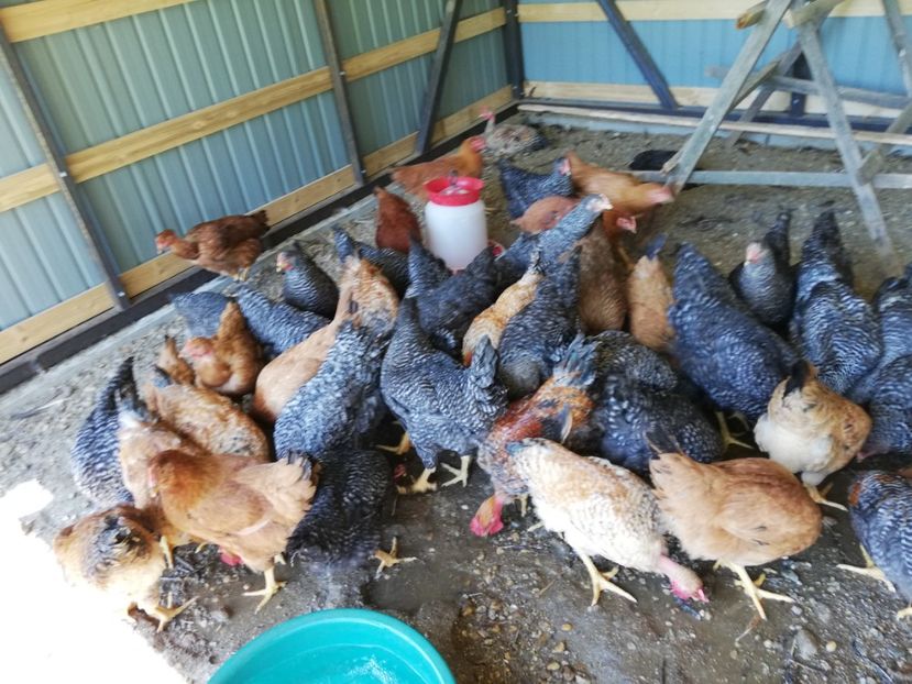  - 0-2019 - De prin curte