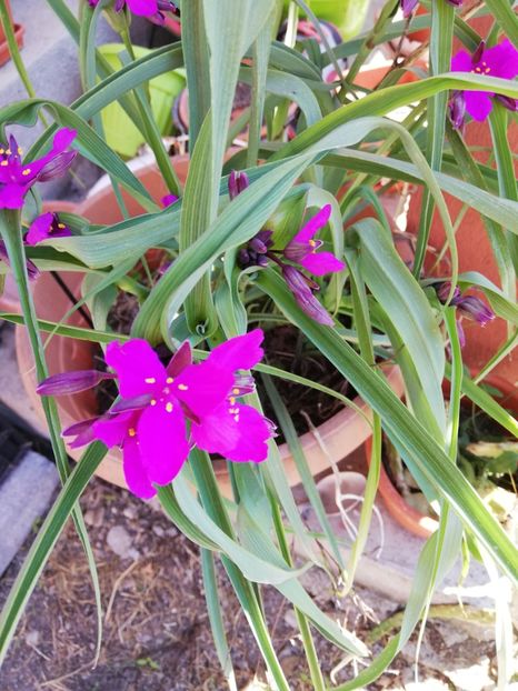  - 0-2019 - De prin curte