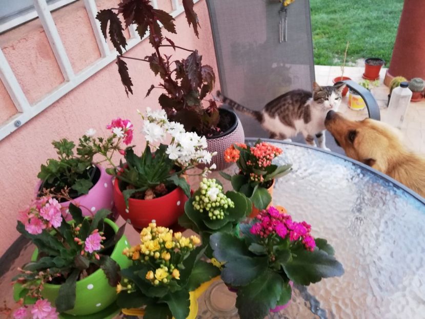  - 0-2019 - De prin curte