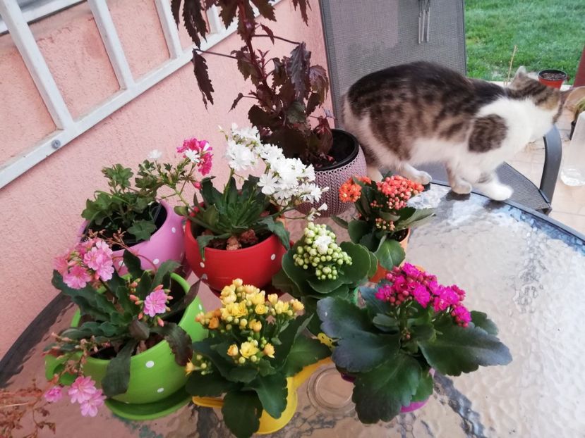  - 0-2019 - De prin curte