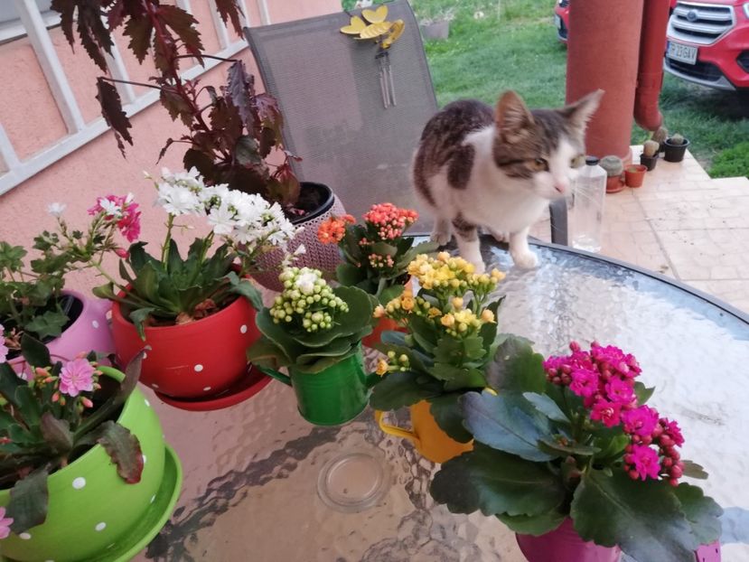  - 0-2019 - De prin curte