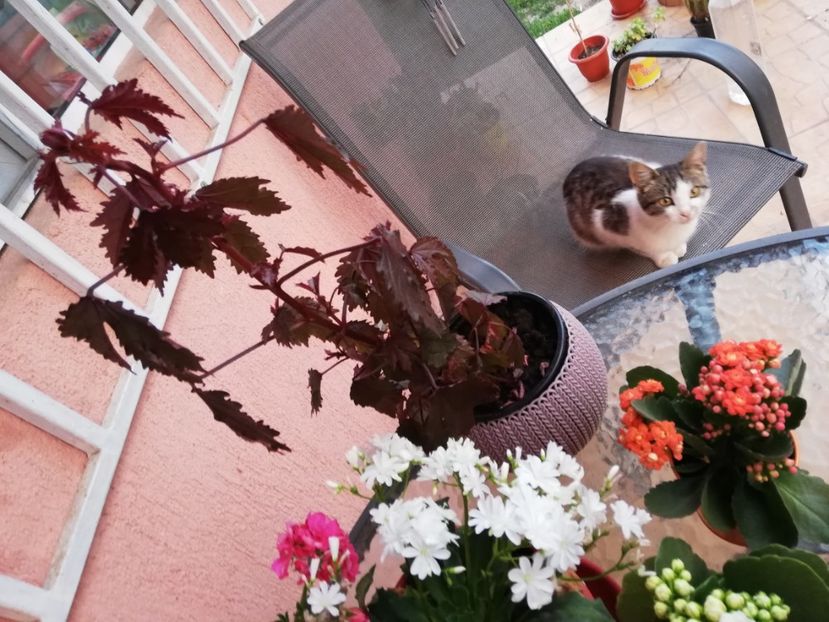  - 0-2019 - De prin curte