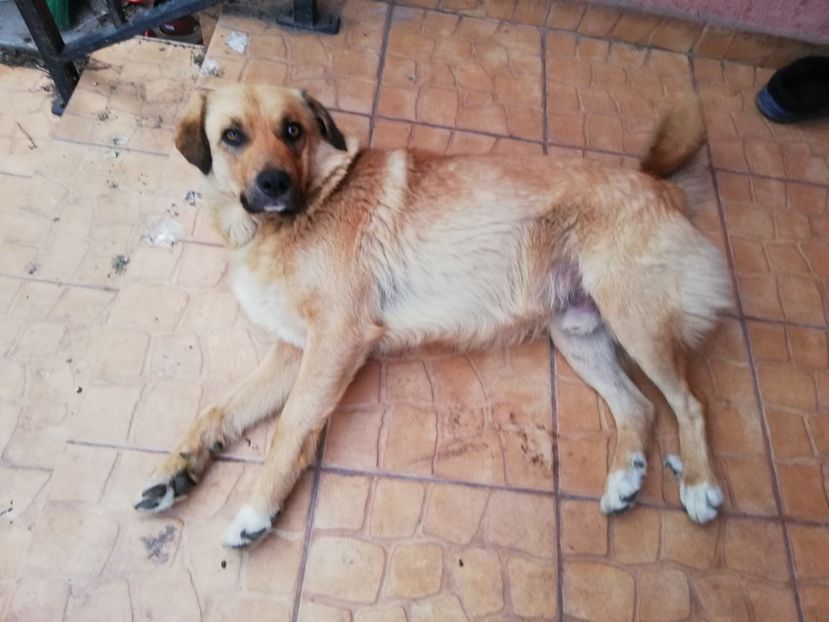  - 0-2019 - De prin curte