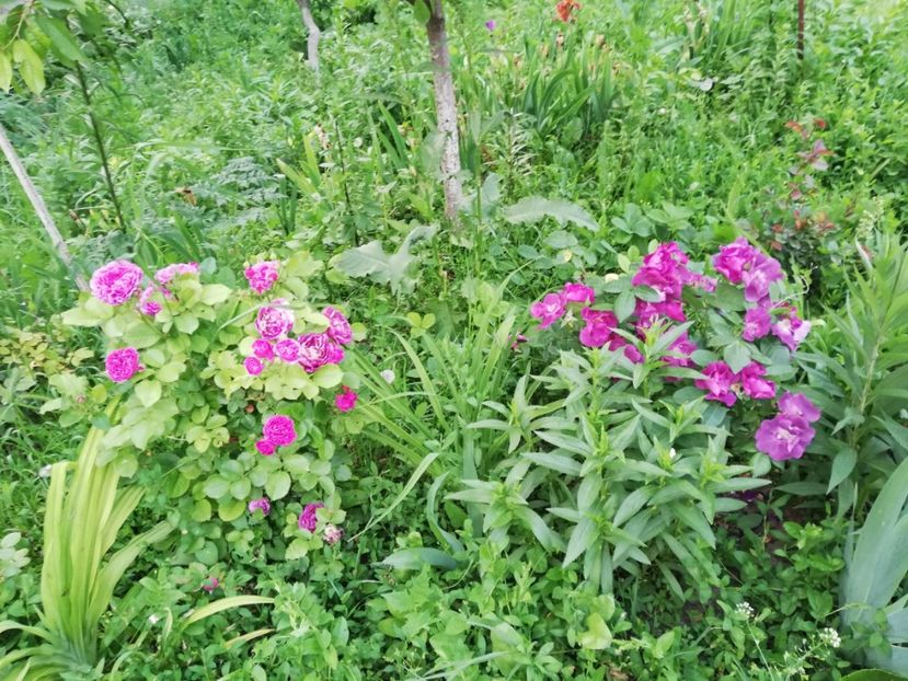  - 0-2019 - De prin curte