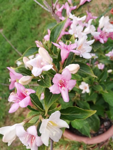  - 0-2019 - De prin curte