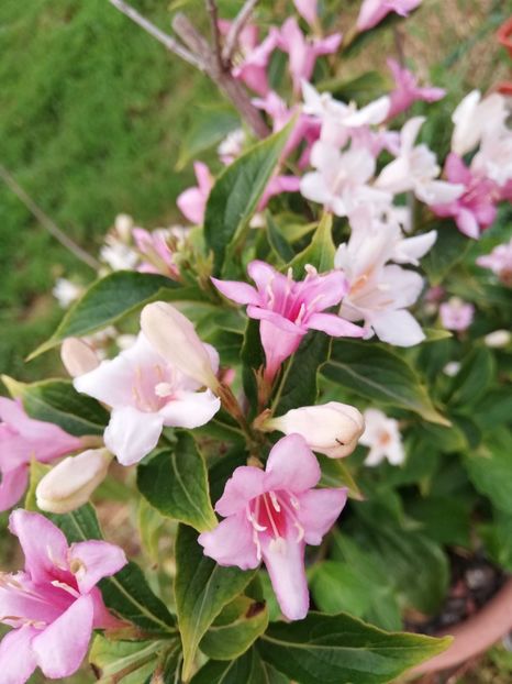  - 0-2019 - De prin curte