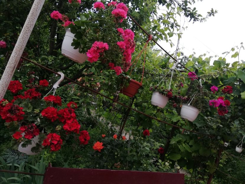  - 0-2019 - De prin curte