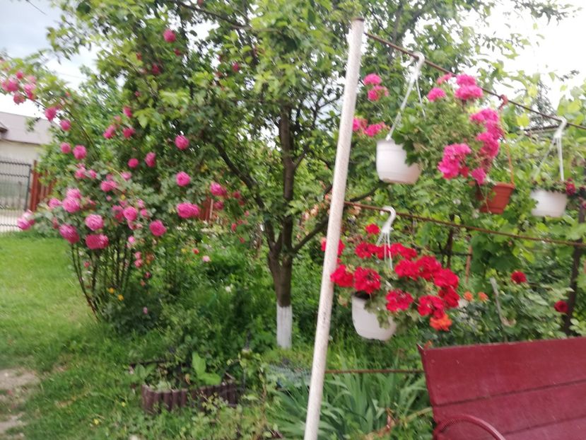  - 0-2019 - De prin curte