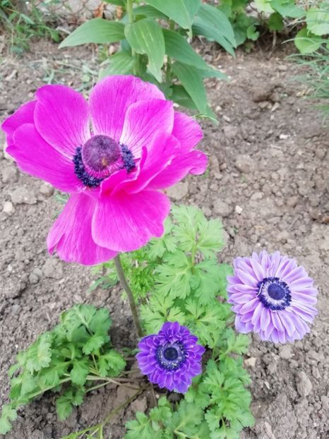 26.05 - gradina 2019