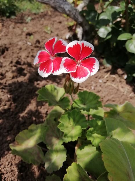25.05 - gradina 2019