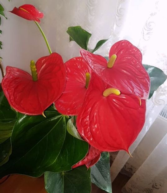  - ANTHURIUM