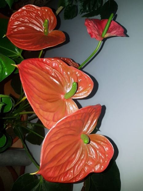  - ANTHURIUM