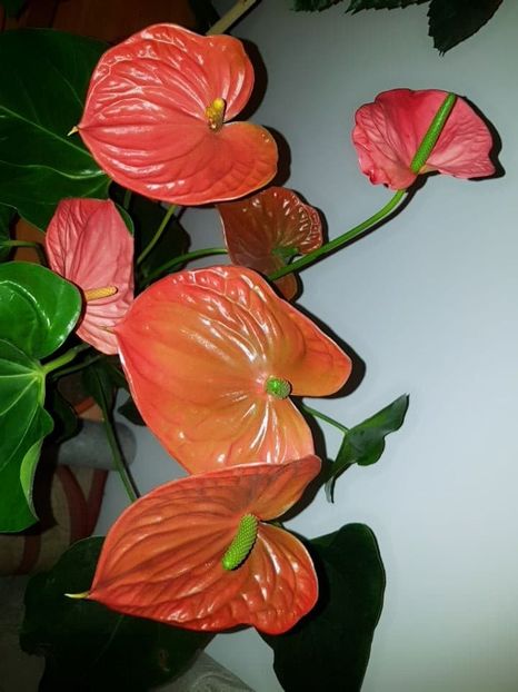  - ANTHURIUM