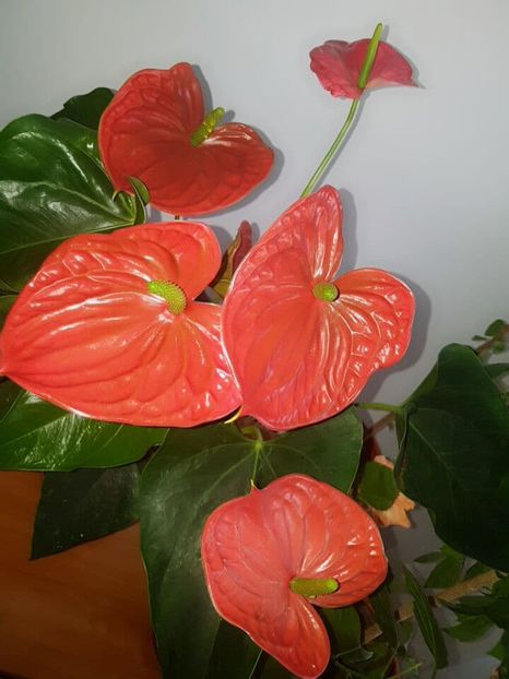  - ANTHURIUM