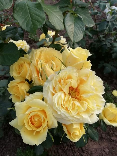 2019-26.05 - China girl