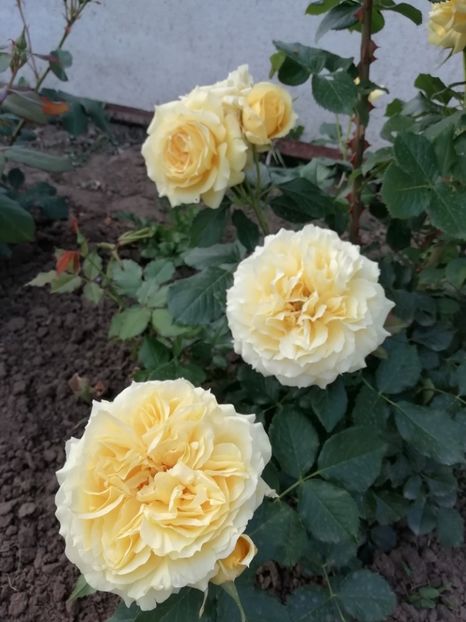 2019-26.05 - China girl