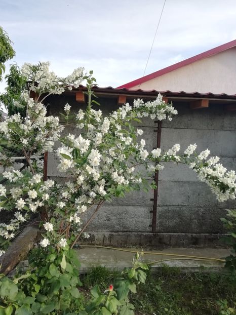 2019-26.05 - gradina 2019