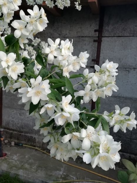 2019-26.05 - gradina 2019
