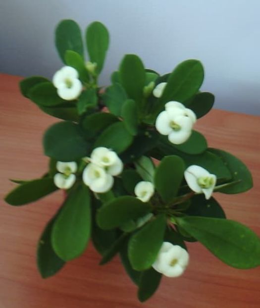  - EUPHORBIA CROIZATII