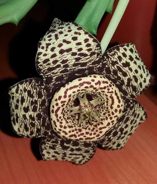  - STAPELIA