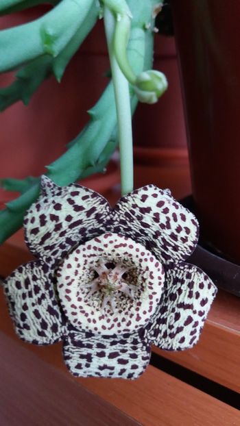  - STAPELIA