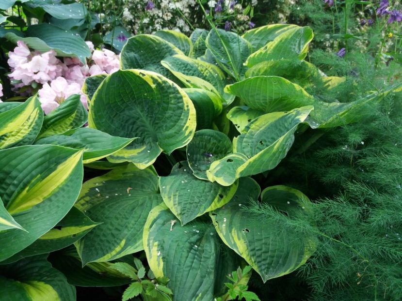 Christmas tree - Hosta 2019