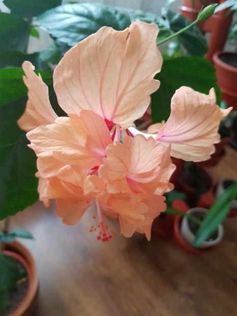 - HIBISCUS 2019