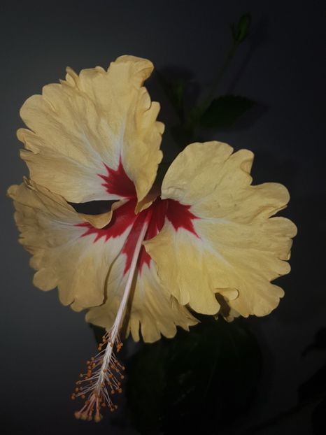  - HIBISCUS 2019