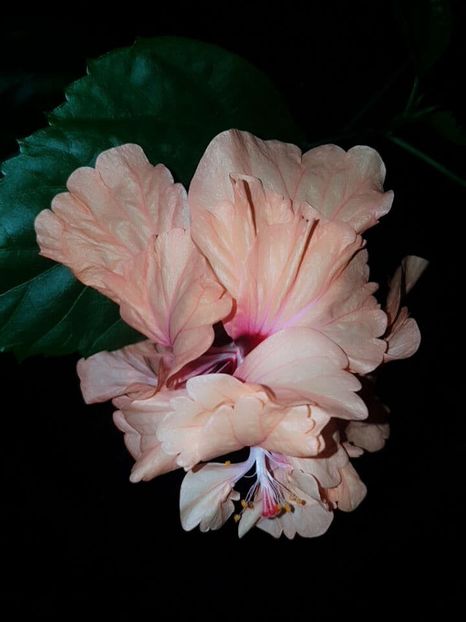  - HIBISCUS 2016