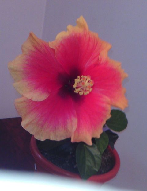  - HIBISCUS 2016