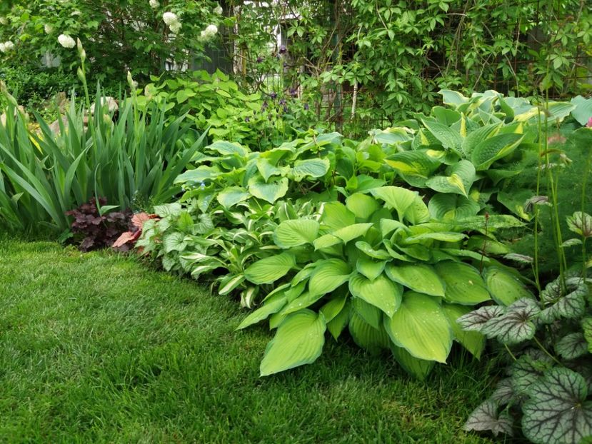 Gold Standard - Hosta 2019