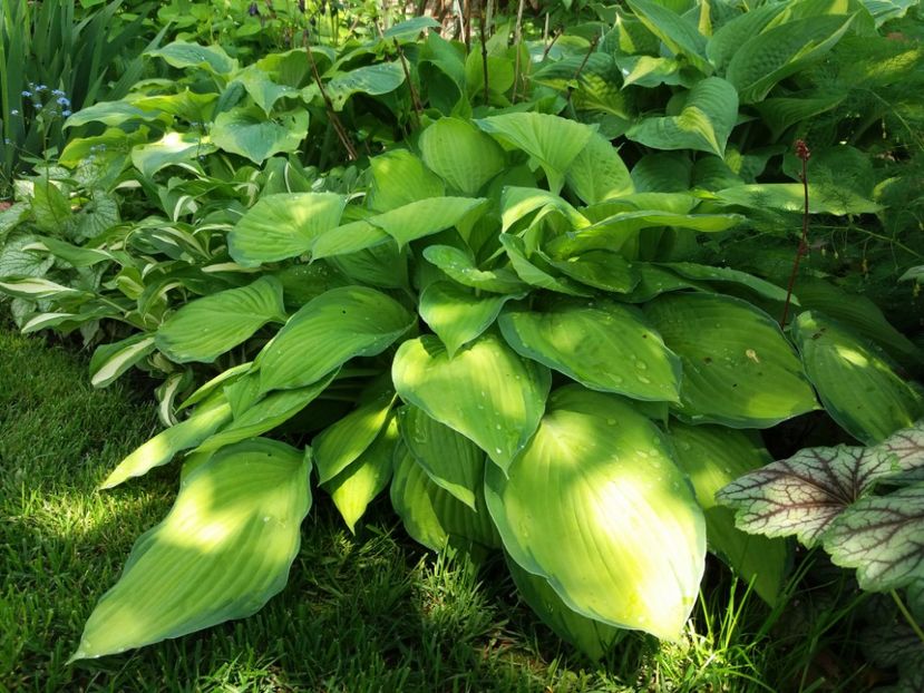Gold Standard - Hosta 2019