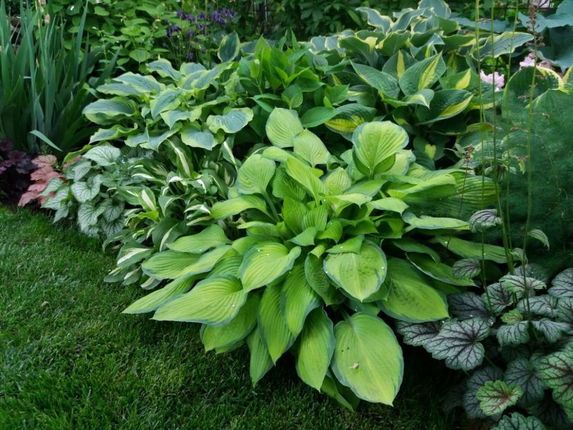 Gold Standard - Hosta 2019